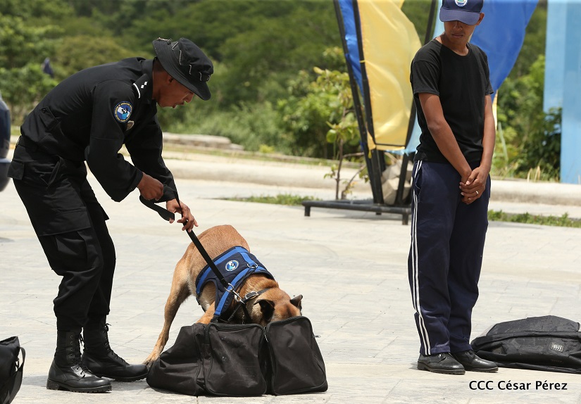 CANINA1